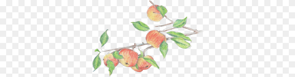 Welcome Rose Hip, Food, Fruit, Plant, Produce Free Transparent Png