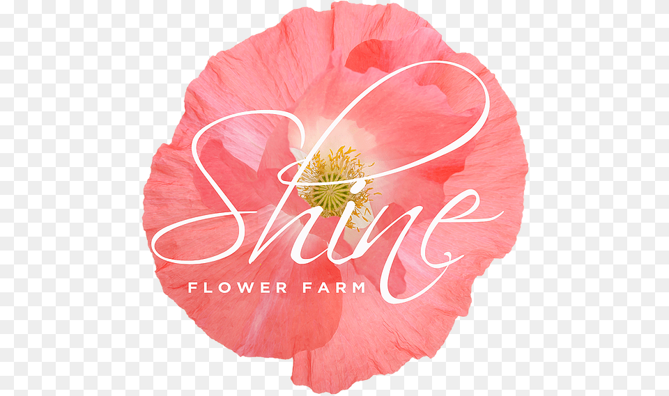Welcome Shine Flowerfarm Anthurium, Anther, Flower, Petal, Plant Free Transparent Png