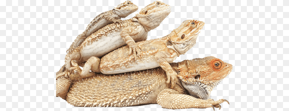 Welcome To Atomic Lizard Ranch Bearded Dragon Colors Stages Of Bearded Dragon Growth, Animal, Iguana, Reptile, Gecko Free Png Download
