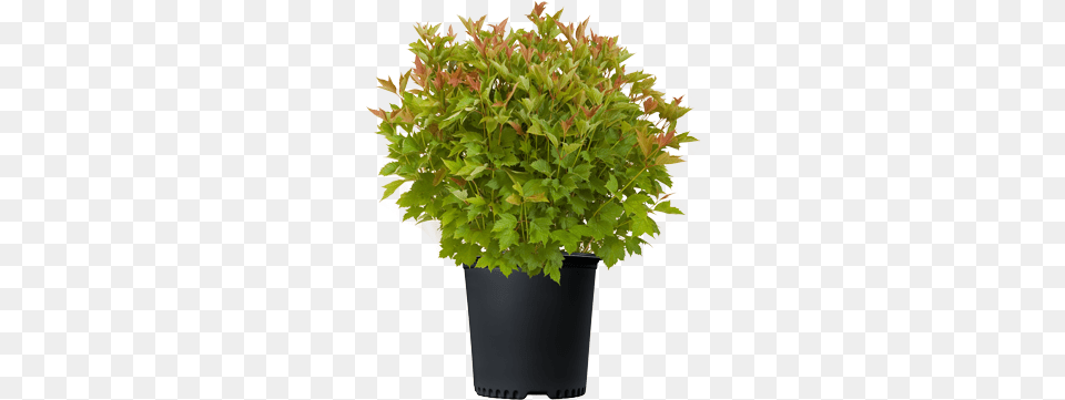 Welcome To Bailey Nurseries Flowerpot, Leaf, Plant, Herbs, Potted Plant Free Transparent Png