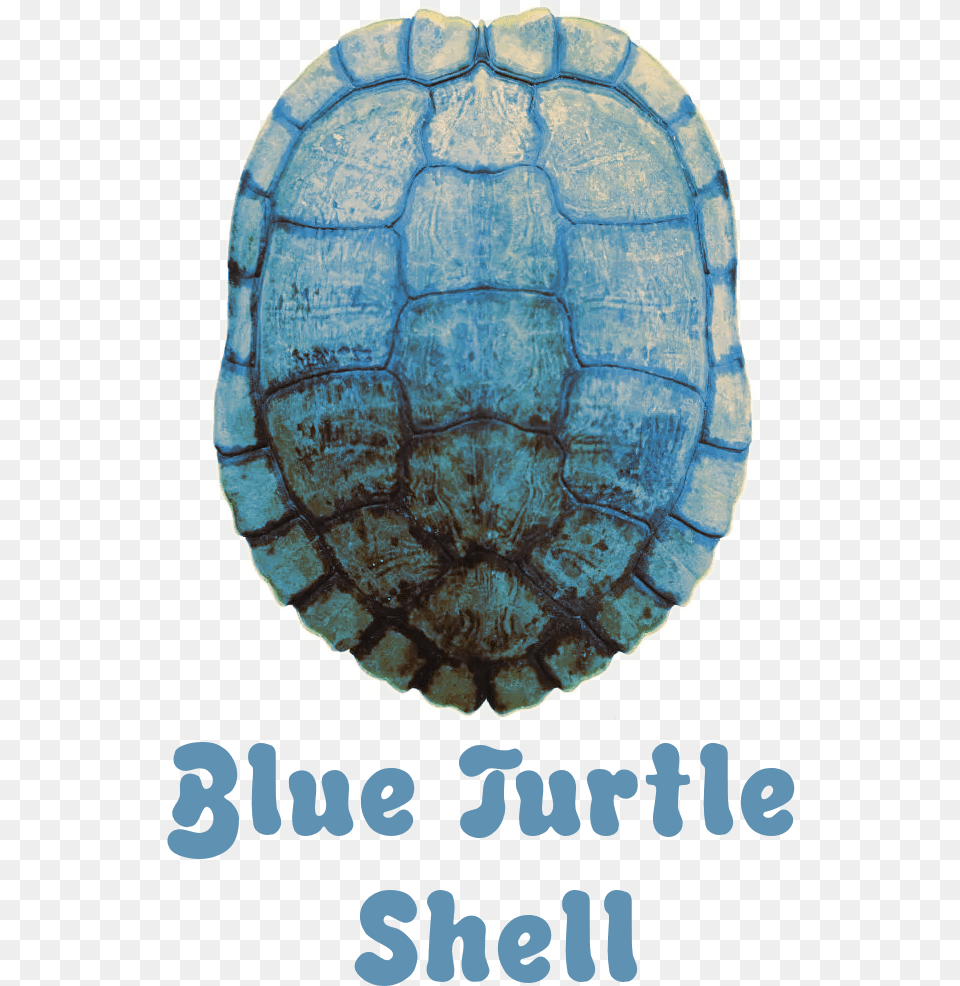 Welcome To Blue Turtle Shell Circle, Animal, Reptile, Sea Life, Tortoise Free Transparent Png