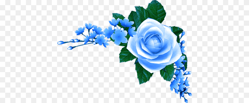 Welcome To Heaven And Hell Sam Riegel Is The Voice Blue Rose, Flower, Flower Arrangement, Plant, Flower Bouquet Png