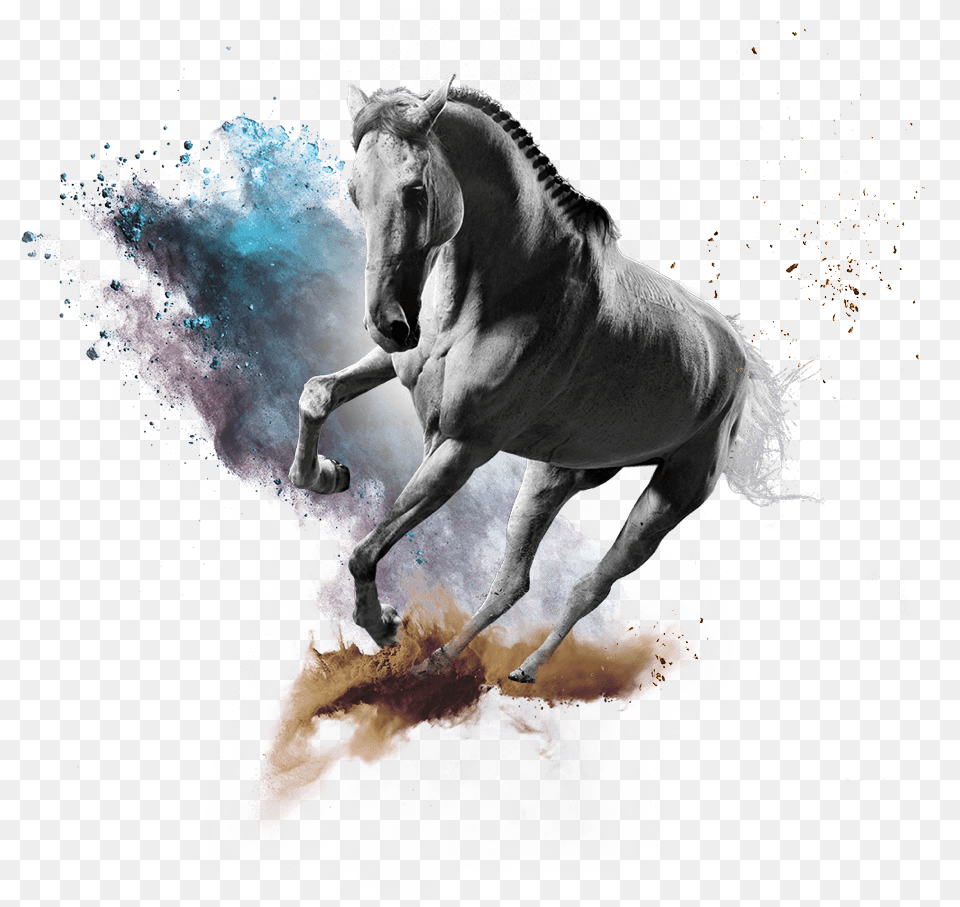 Welcome To Horse, Animal, Mammal, Andalusian Horse, Stallion Png Image