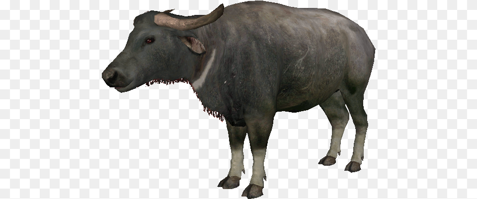 Welcome To Ideas Wiki Water Buffalo, Animal, Bull, Cattle, Livestock Free Transparent Png