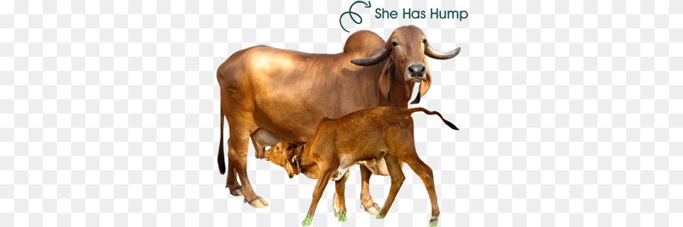 Welcome To Katuri Organics Gir Cow In Gujarat, Animal, Bull, Mammal, Cattle Free Transparent Png