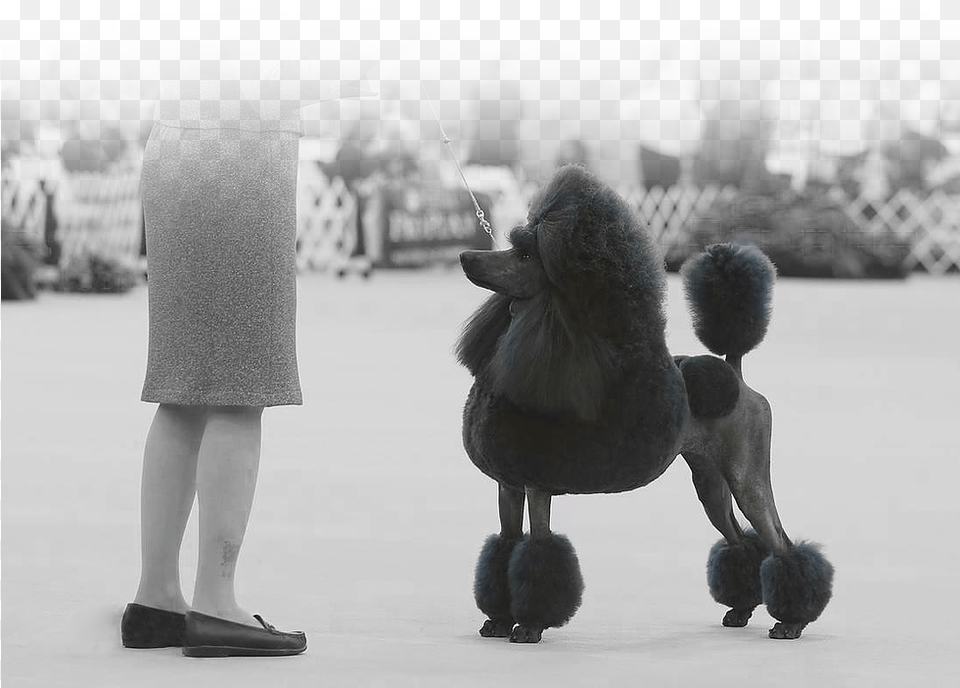 Welcome To Miniature Poodle, Adult, Pet, Person, Mammal Free Png