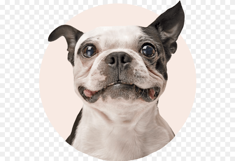 Welcome To Petmasters Inspired By Pets U0026 The People Who Dog With Sparkling Teeth, Animal, Bulldog, Canine, Mammal Free Transparent Png