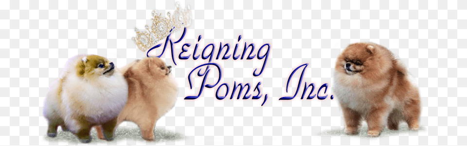 Welcome To Reigning Poms Lovely, Animal, Canine, Mammal, Pet Free Png