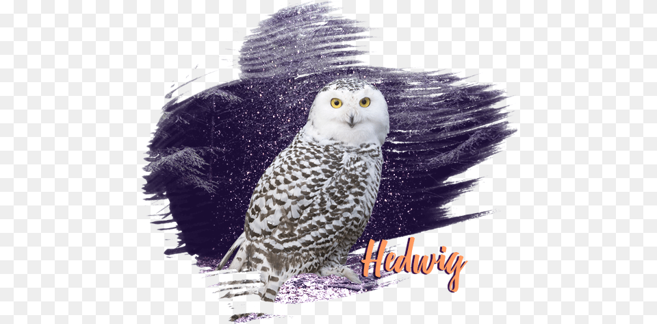 Welcome To Snowy Owl, Animal, Bird, Beak Free Png