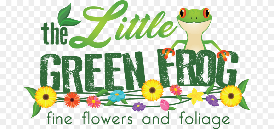 Welcome To The Little Green Frog Fine Flowers And Foliage African Daisy, Flower, Plant, Dynamite, Weapon Png