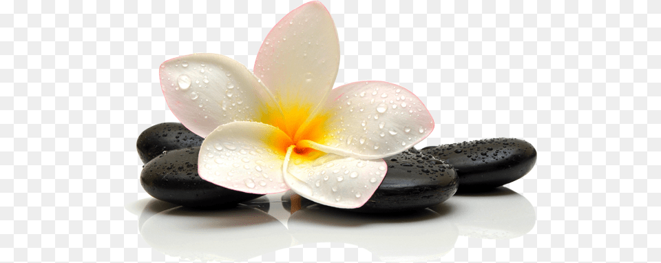 Welcome To Traditional Thai Massage Centre Where You Thai Massage, Flower, Petal, Plant, Pebble Free Png Download