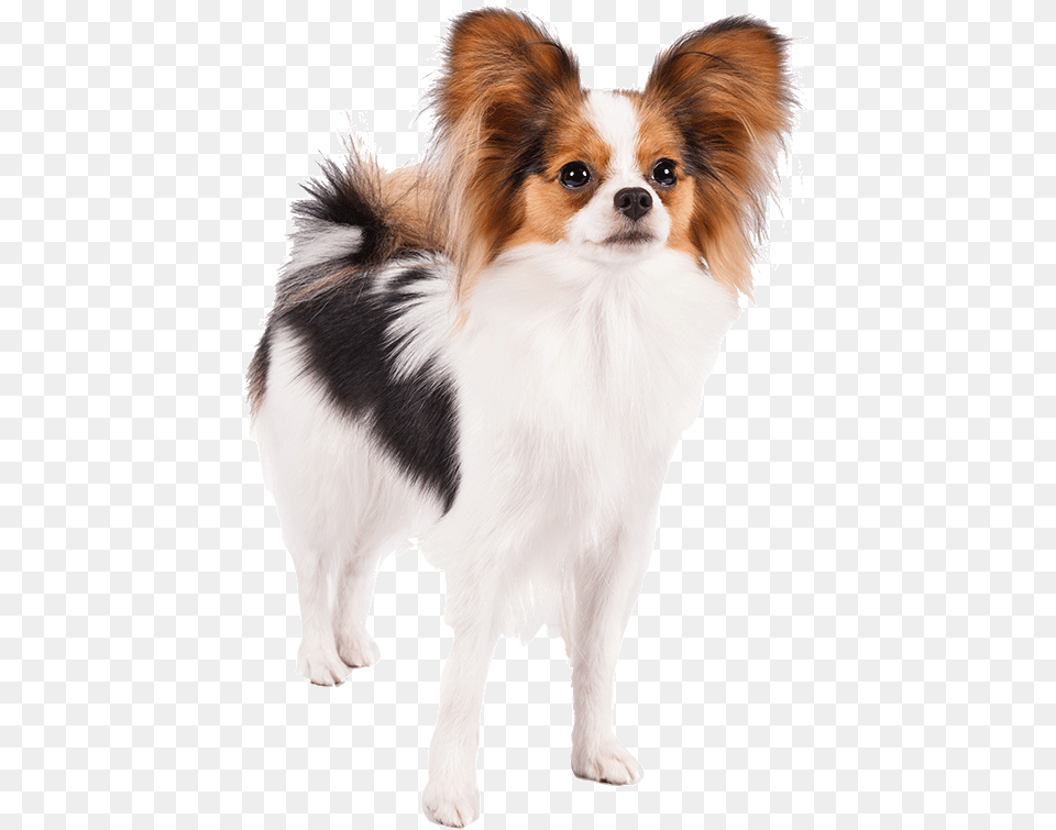 Well Animal Vet Clipart Papillon Dog Transparent Papillon Dog, Canine, Cocker Spaniel, Mammal, Pet Free Png Download