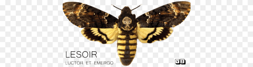 Well I Was Going To Name My New Band Gypsy Moth And Lesoir Luctor Et Emergo Cd, Animal, Insect, Invertebrate, Butterfly Free Transparent Png