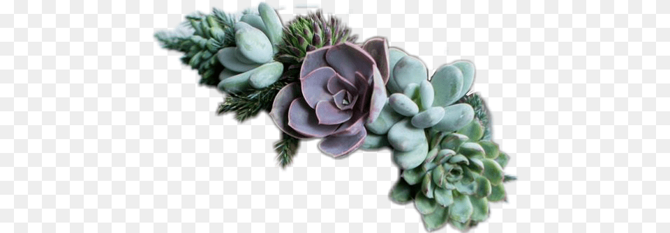 Well Look At That Another Flower Crown Succulent Jewelry, Plant, Tree, Potted Plant, Medication Png Image