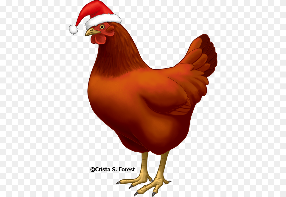 Well Looks Are Deceiving Chicken With Santa Hat, Animal, Bird, Fowl, Poultry Png Image