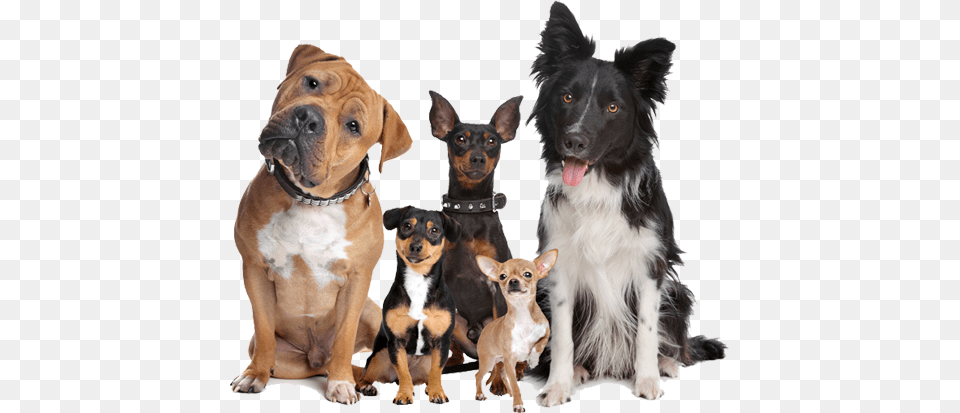 Well Trained Dogs Group Of Smart Dogs, Animal, Canine, Dog, Mammal Free Transparent Png