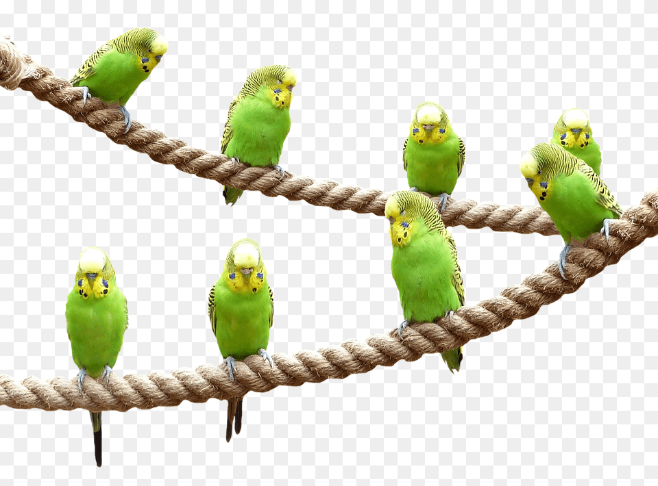 Wellensttiche Animal, Bird, Parakeet, Parrot Free Transparent Png