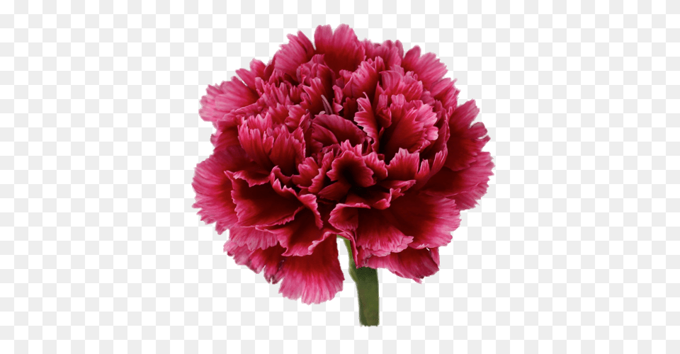 Wellington Carnation, Flower, Plant Free Png