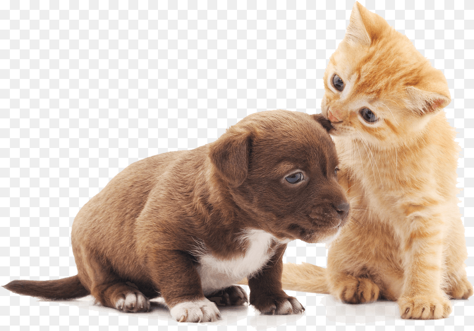 Wellness Brodie Animal Hospital Puppy And Kitten, Canine, Dog, Mammal, Pet Free Png Download