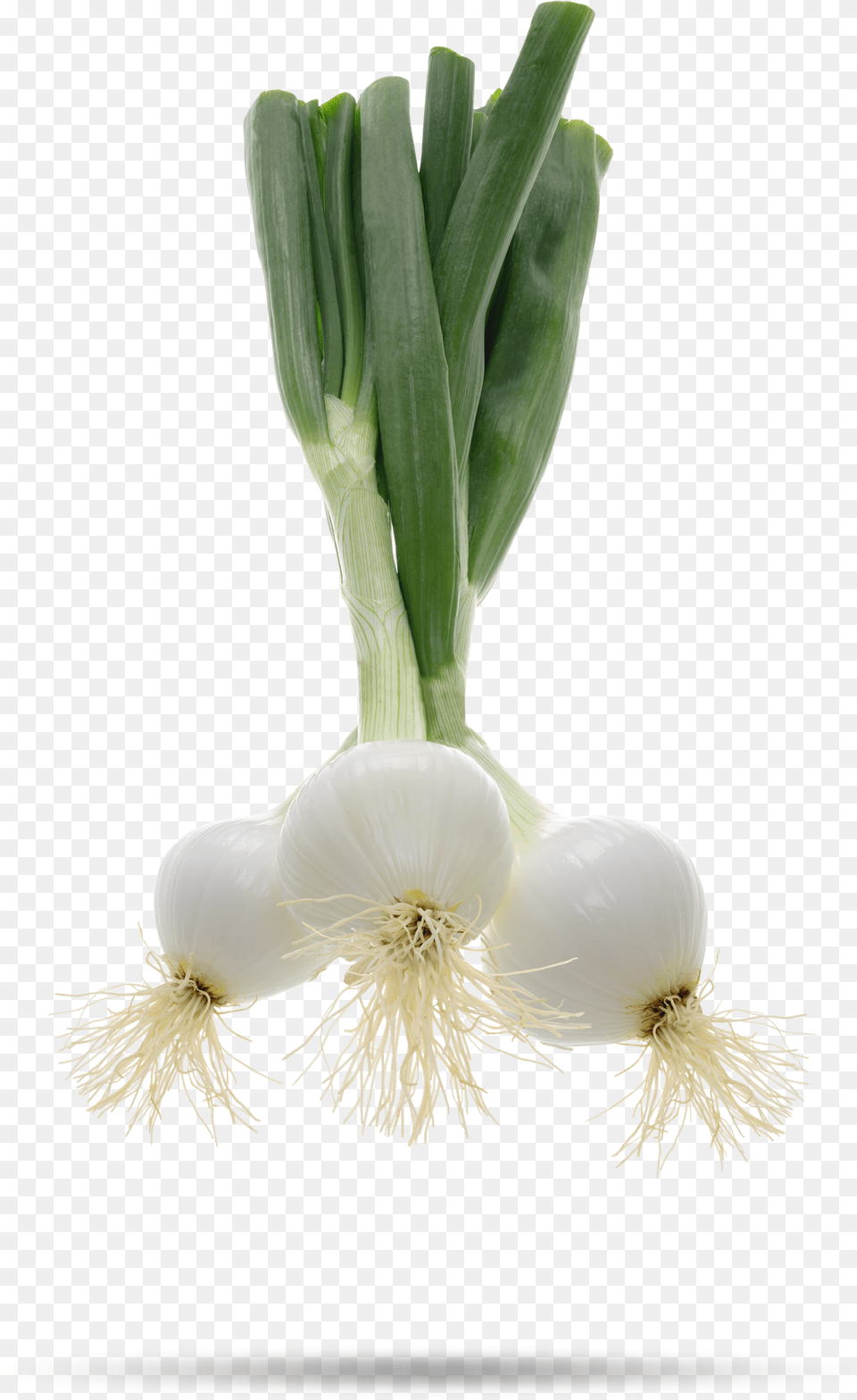 Welsh Onion, Food, Plant, Produce Free Transparent Png