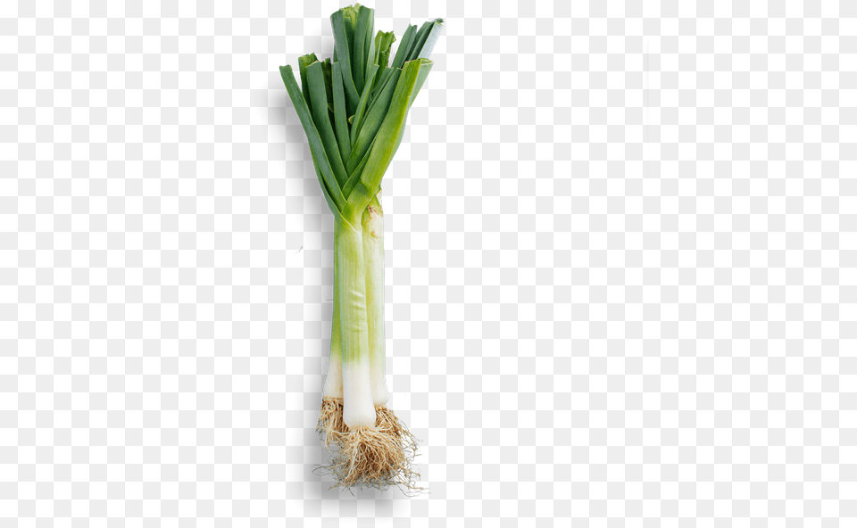 Welsh Onion, Food, Produce, Leek, Plant Free Png