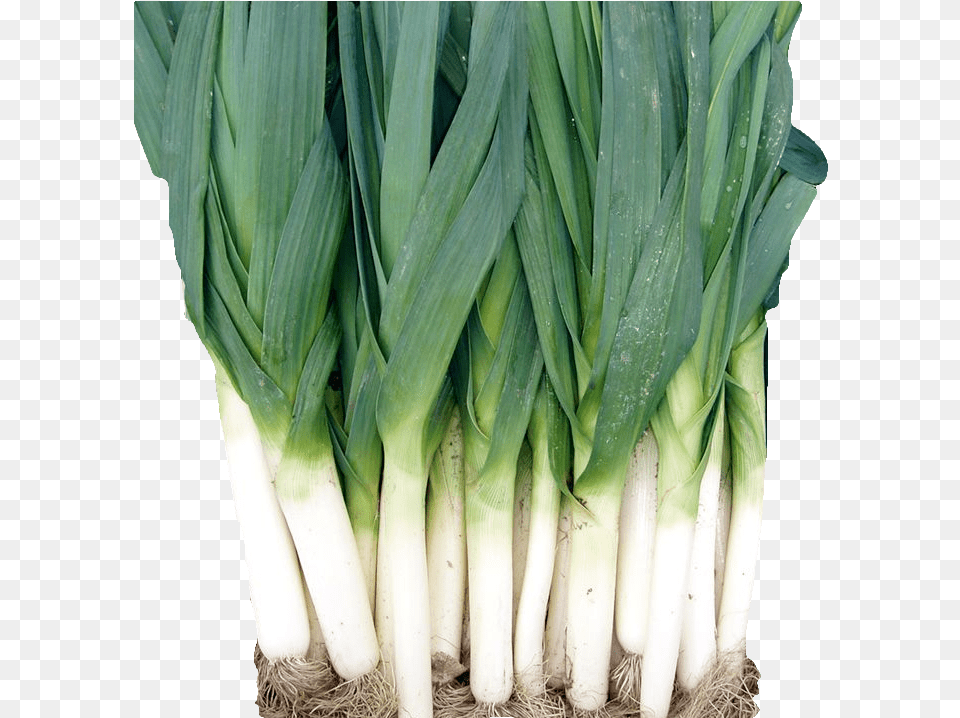 Welsh Onion Welsh Onion, Food, Plant, Produce, Leek Png Image