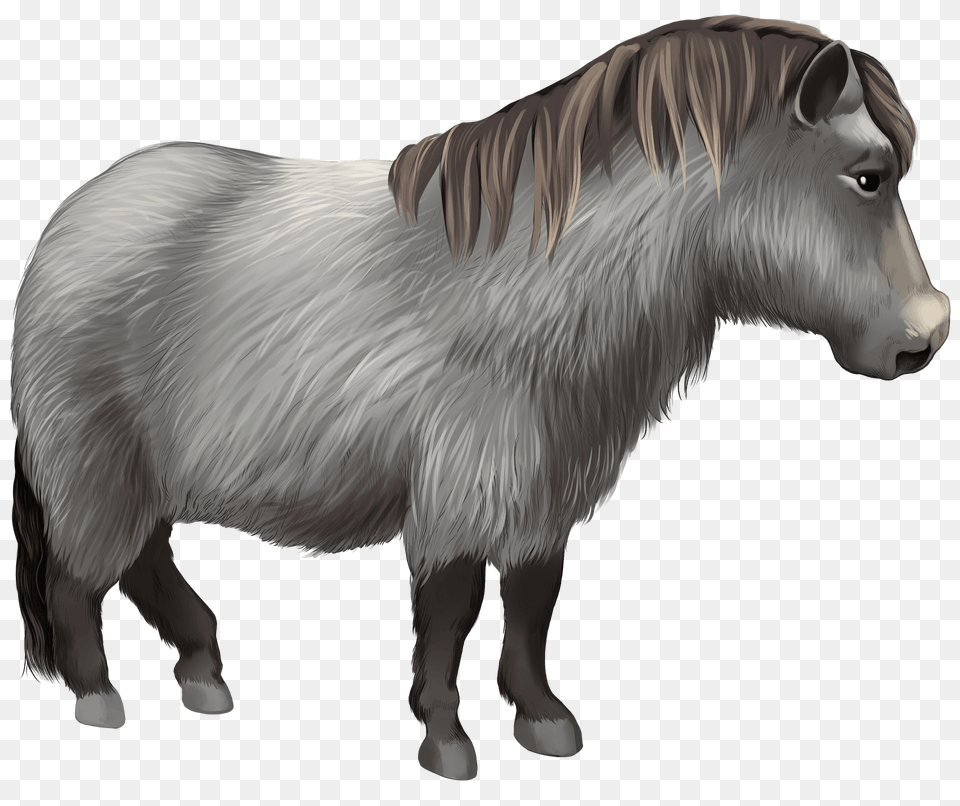 Welsh Pony Clipart, Animal, Cattle, Cow, Livestock Free Png