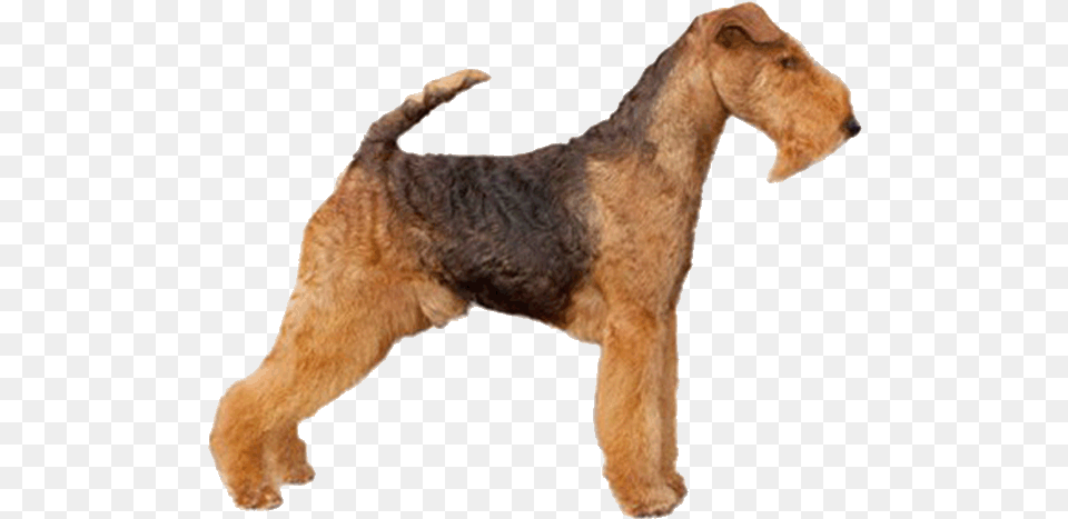 Welsh Terrier Welsh Terrier With A Transparent Background, Animal, Canine, Dog, Mammal Png