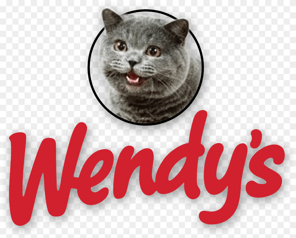 Wendy S Logo With Cheezburger Cat Cat Eating At, Animal, Mammal, Pet, Snout Free Png Download