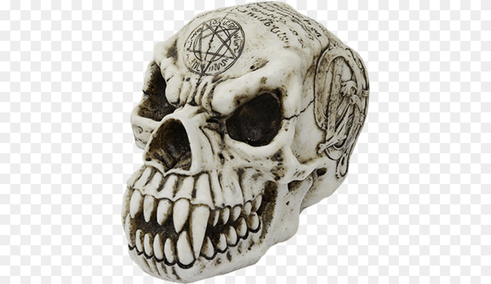 Werewolf Skull 725 Inch Werewolf Engraved Skeleton Skull Resin Statue Free Png
