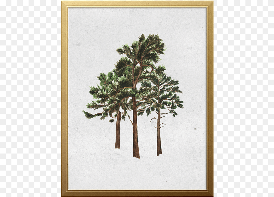 West Coast Forest Art Print Mexican Pinyon, Plant, Tree, Painting, Tree Trunk Png