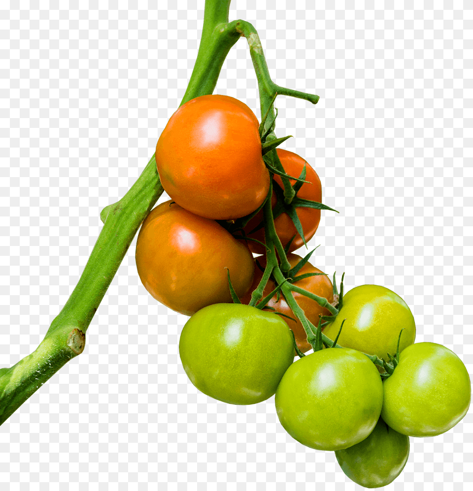 West Country Biomass The Production Of Tomatoes Aubergines, Food, Produce, Plant, Tomato Free Transparent Png