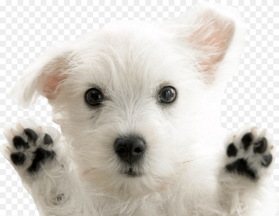 West Highland White Terrier, Animal, Canine, Dog, Mammal Free Transparent Png