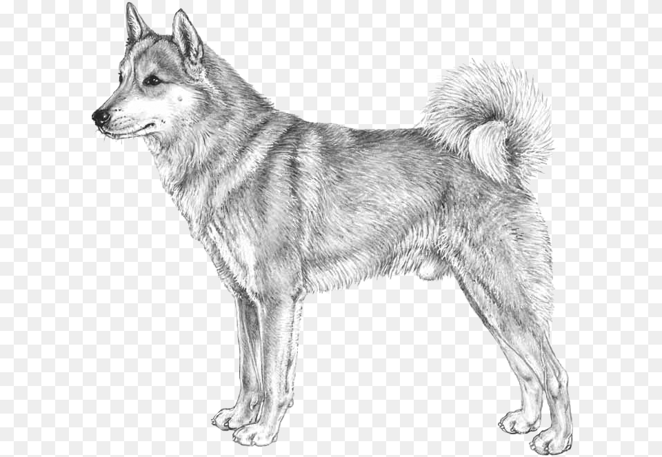 West Siberian Laika Vstsibirisk Laika, Animal, Canine, Dog, Mammal Free Png Download