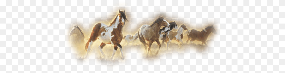 Western 06 Western, Animal, Colt Horse, Horse, Mammal Png