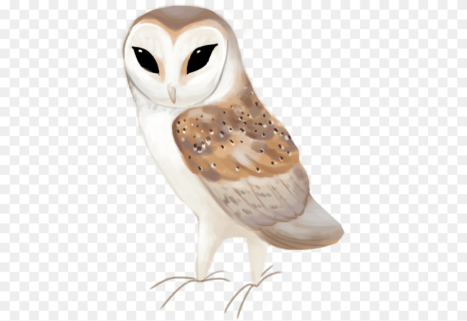 Western Barn Owl Tyto Alba Barn Owl Clipart, Animal, Bird Free Transparent Png