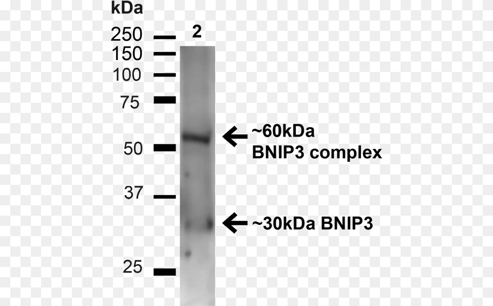 Western Blot Monochrome, Cup Free Transparent Png