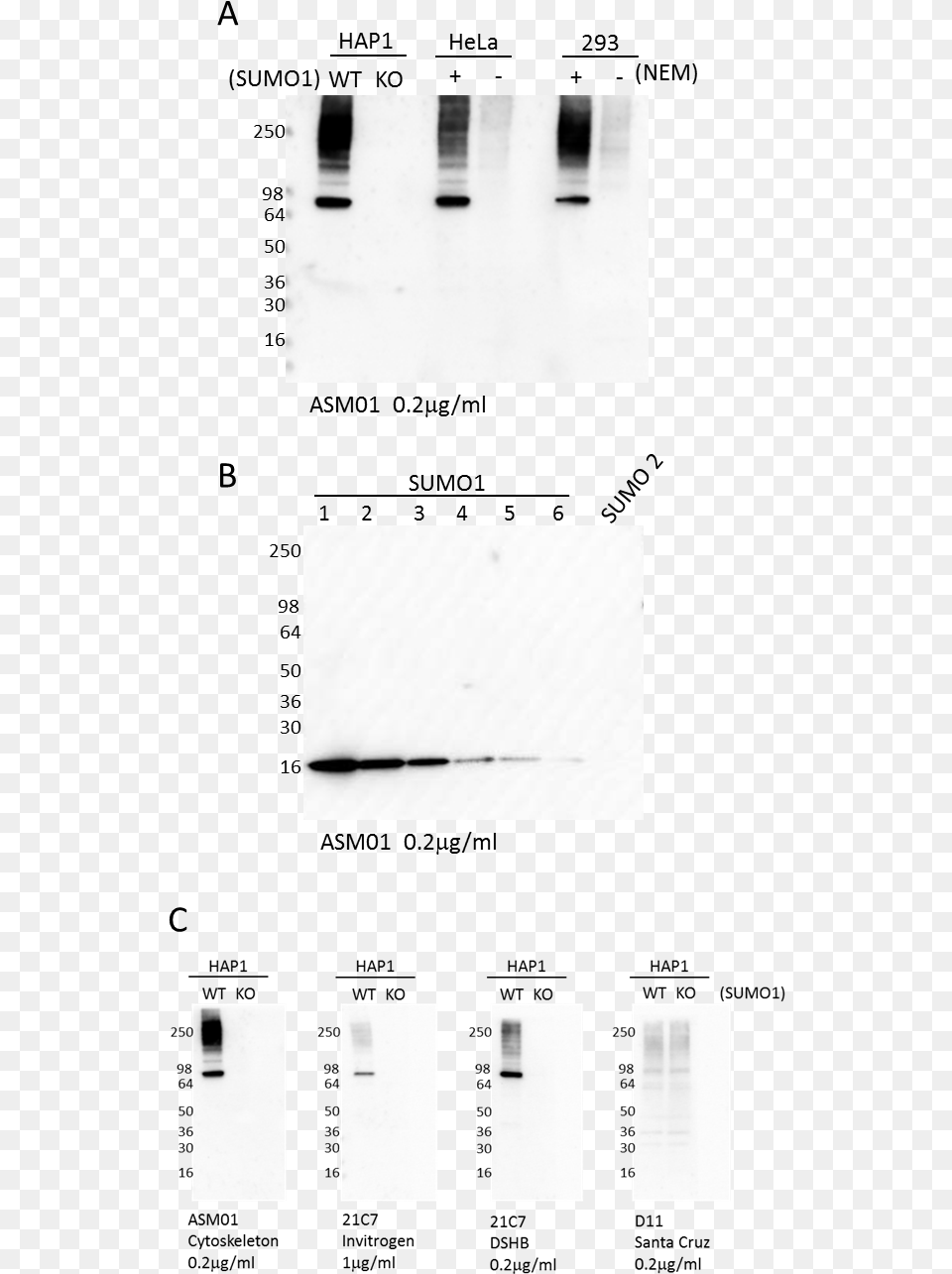 Western Blot Using Sumo1 Antibody Monochrome, Art, Collage Png