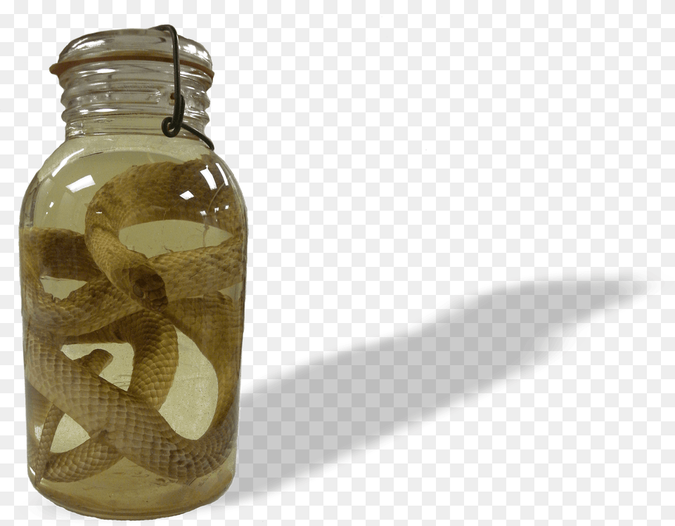 Western Coachwhip Coachwhip, Jar, Animal, Reptile, Snake Png Image