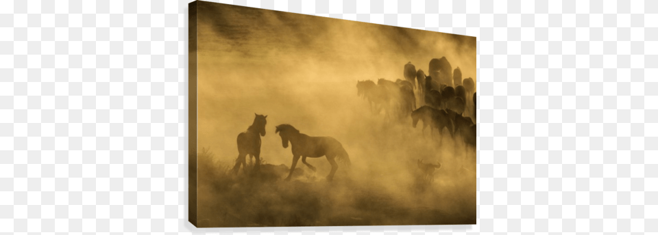 Western Cowboys Riding Horses Roping Wild Horses Canvas Animals Chasing Wild Horses, Nature, Outdoors, Weather, Animal Free Transparent Png