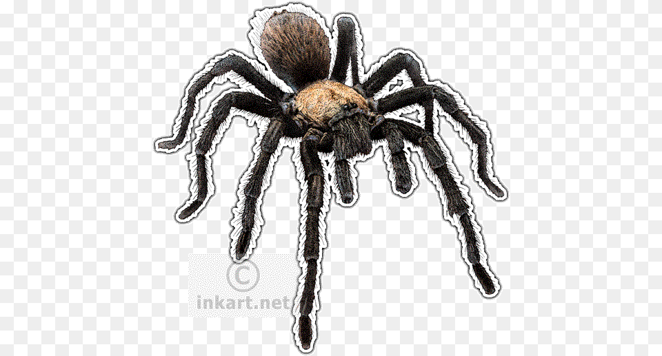 Western Desert Tarantula Decal Tarantulas Of The World Wall Clock, Animal, Invertebrate, Spider, Insect Free Png Download