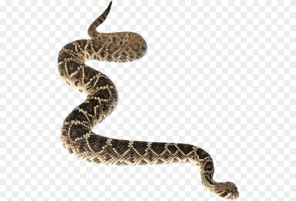 Western Diamondback Rattlesnake Eastern Diamondback Rattlesnake, Animal, Reptile, Snake Free Transparent Png