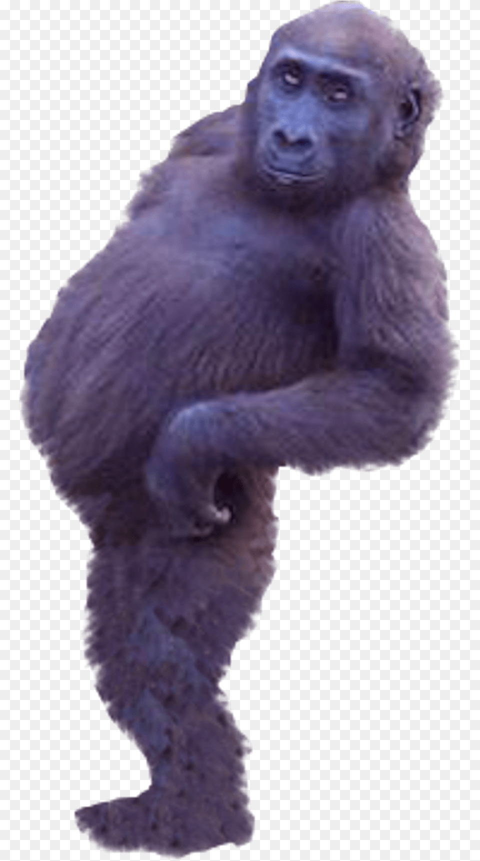 Western Gorilla Common Chimpanzee Real Monkey Cut Out, Animal, Ape, Mammal, Wildlife Free Png