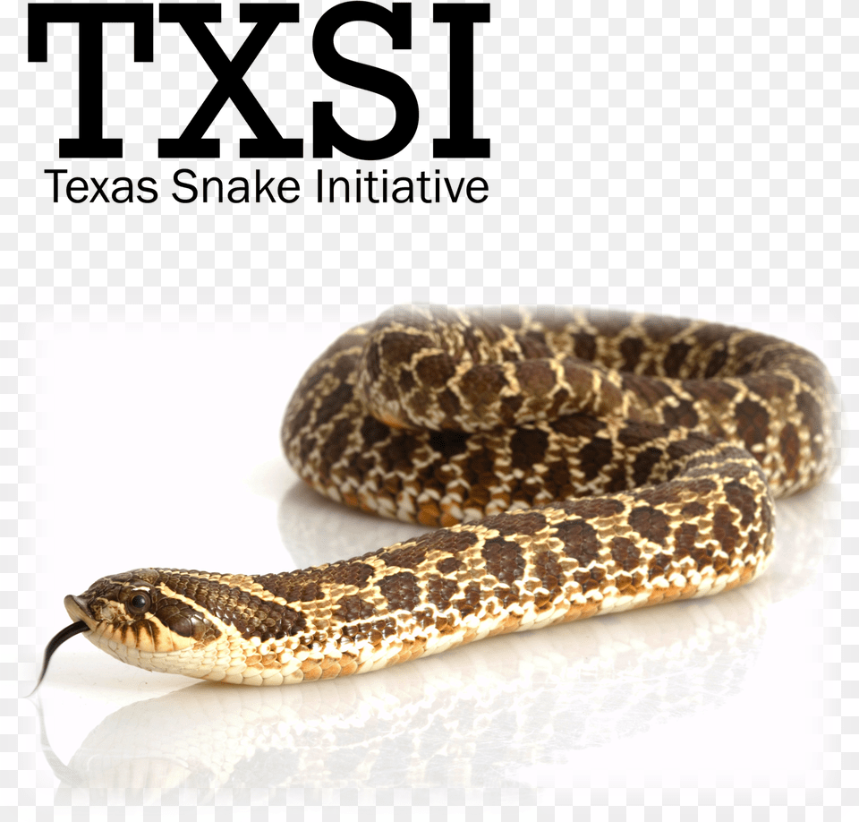 Western Hognose Snake Clipart, Animal, Reptile Free Transparent Png