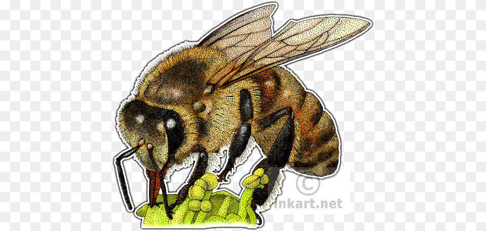 Western Honey Bee Bee Stippling, Animal, Honey Bee, Insect, Invertebrate Free Png Download