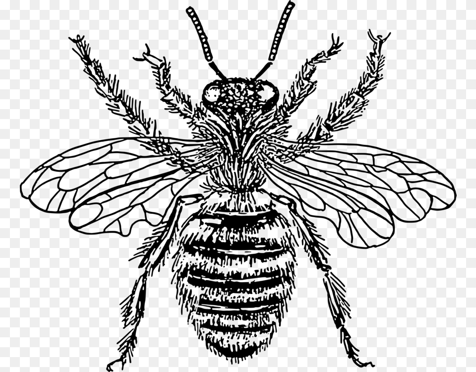 Western Honey Bee Insect Drawing Line Art, Gray Free Png