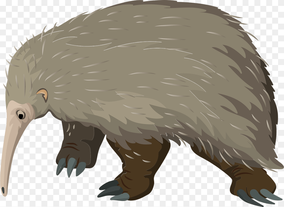 Western Long Beaked Echidna Clipart, Animal, Person, Bird, Kiwi Bird Png