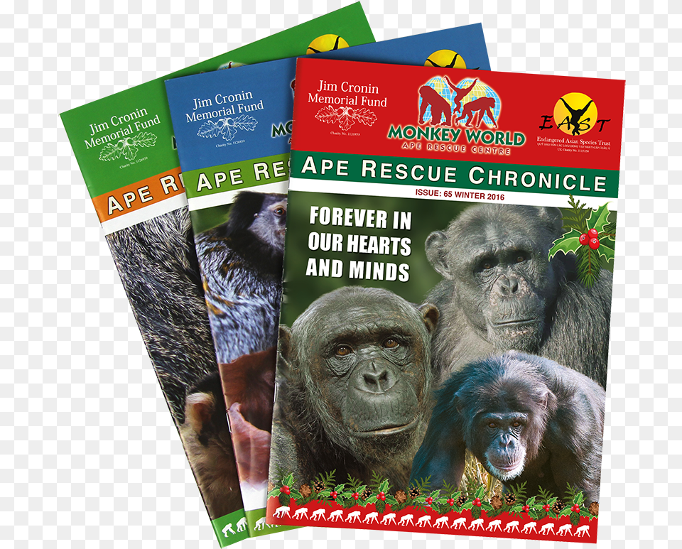 Western Lowland Gorilla, Advertisement, Poster, Animal, Mammal Free Png Download