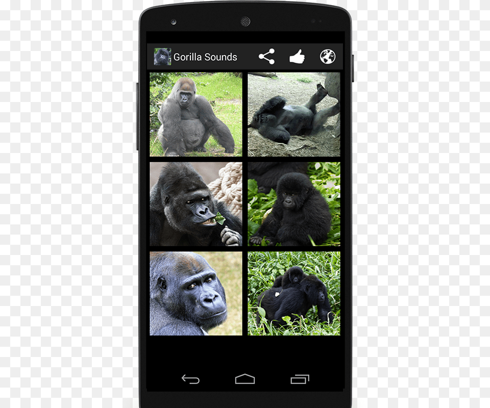 Western Lowland Gorilla, Animal, Mammal, Wildlife, Ape Free Png Download