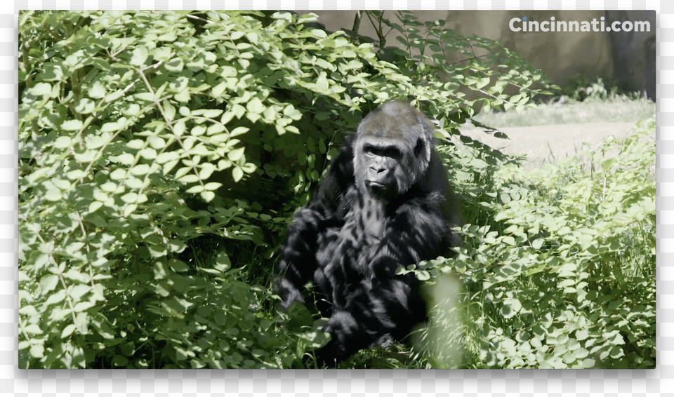 Western Lowland Gorilla Free Transparent Png